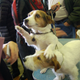 Illustration for article titled Here Are 2,000 Photos We Took At The Westminster Dog Show
